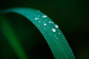 grass, Water drops, Water
