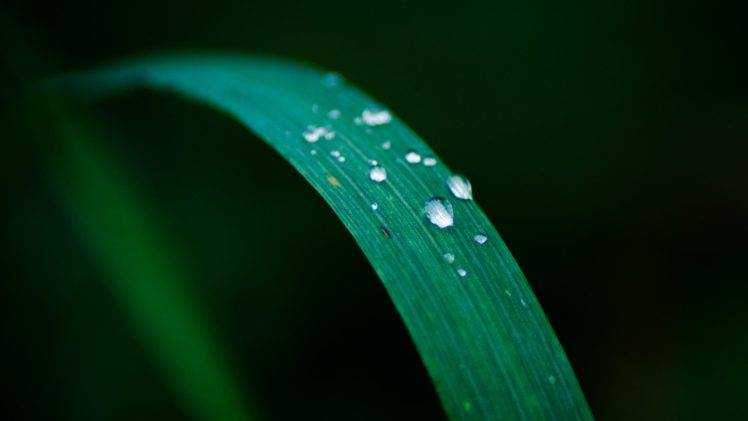 grass, Water drops, Water HD Wallpaper Desktop Background