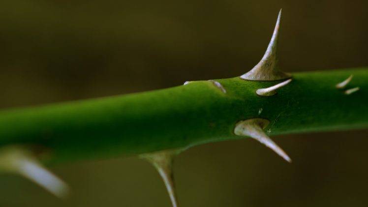 photography, Macro, Plants, Thorns, Green HD Wallpaper Desktop Background