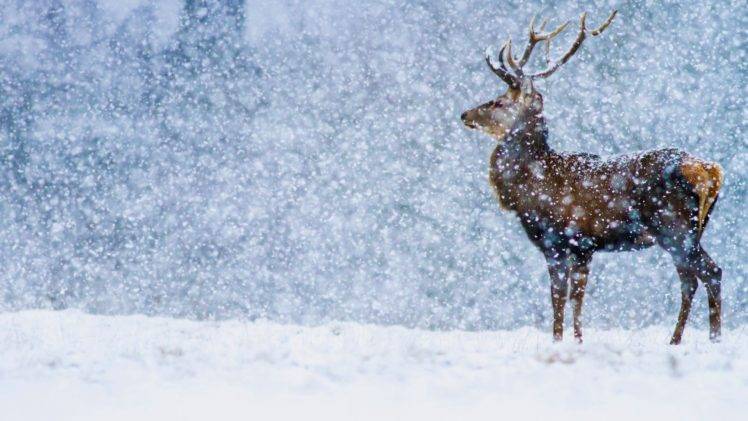 nature, Landscape, Deer, Snow HD Wallpaper Desktop Background