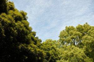 trees, Clouds, Japan, Landscape, Park, Yoyogi