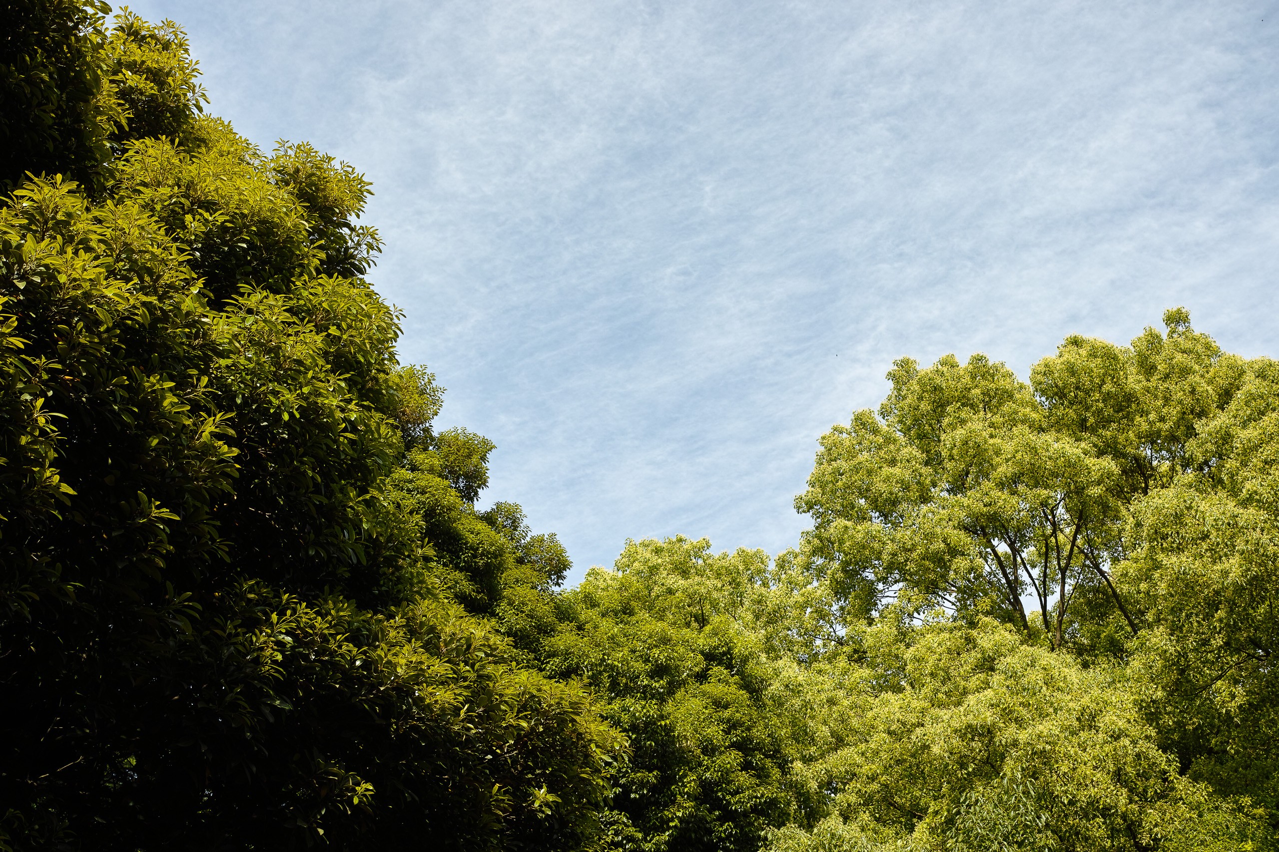 trees, Clouds, Japan, Landscape, Park, Yoyogi Wallpaper