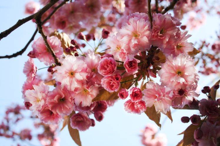 pink flowers, Bright, Closeup, Photoshopped, Photography, Natural light HD Wallpaper Desktop Background