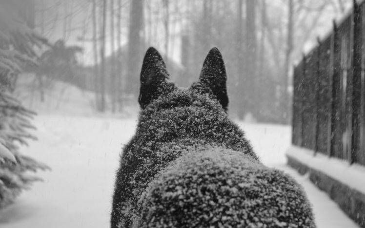 wolf, Winter, Snowflakes, Snow, Animals HD Wallpaper Desktop Background