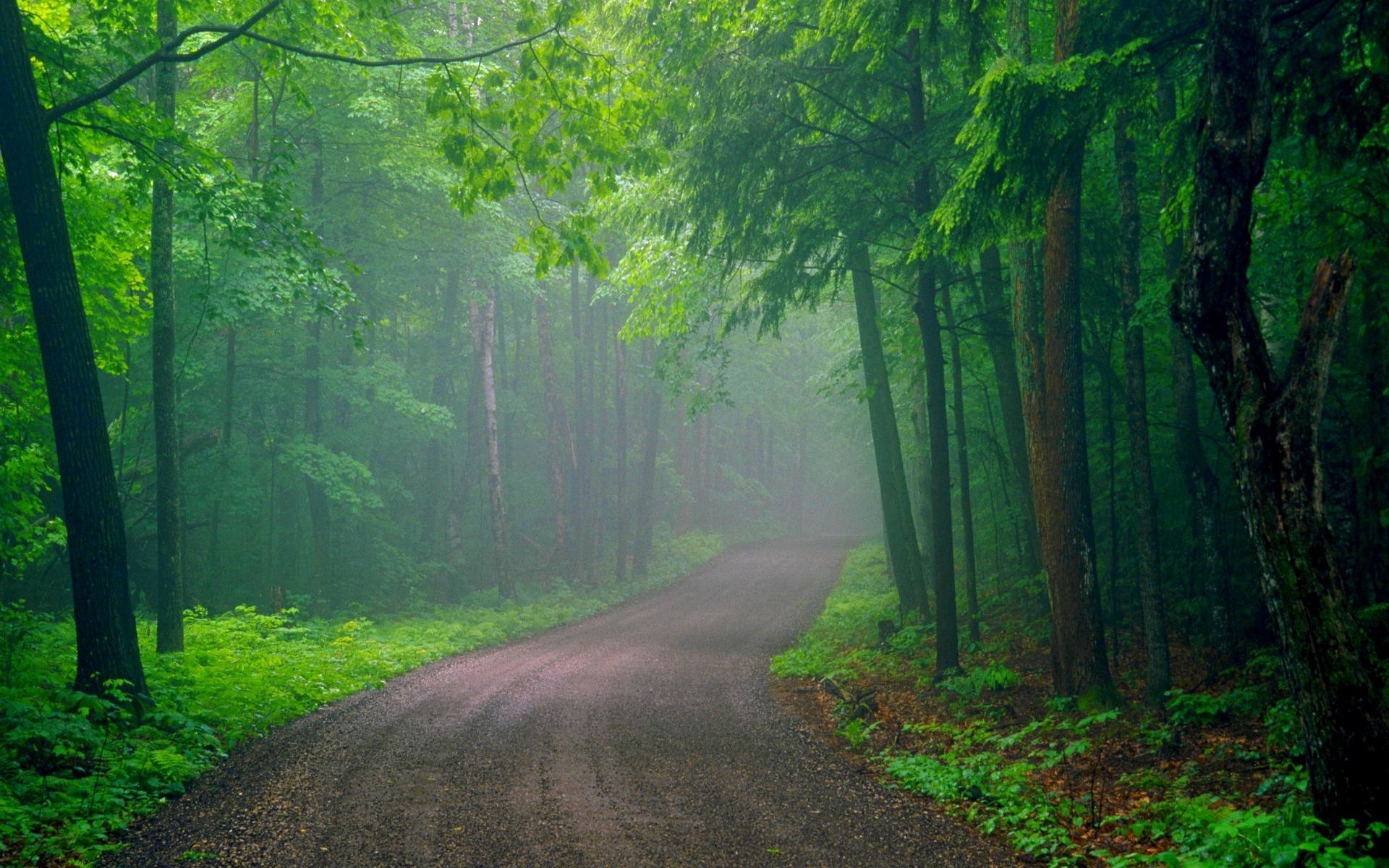 forest, Road Wallpaper