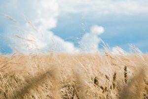 wheat, Nature, Landscape