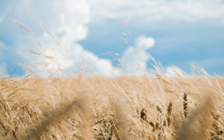wheat, Nature, Landscape HD Wallpaper Desktop Background