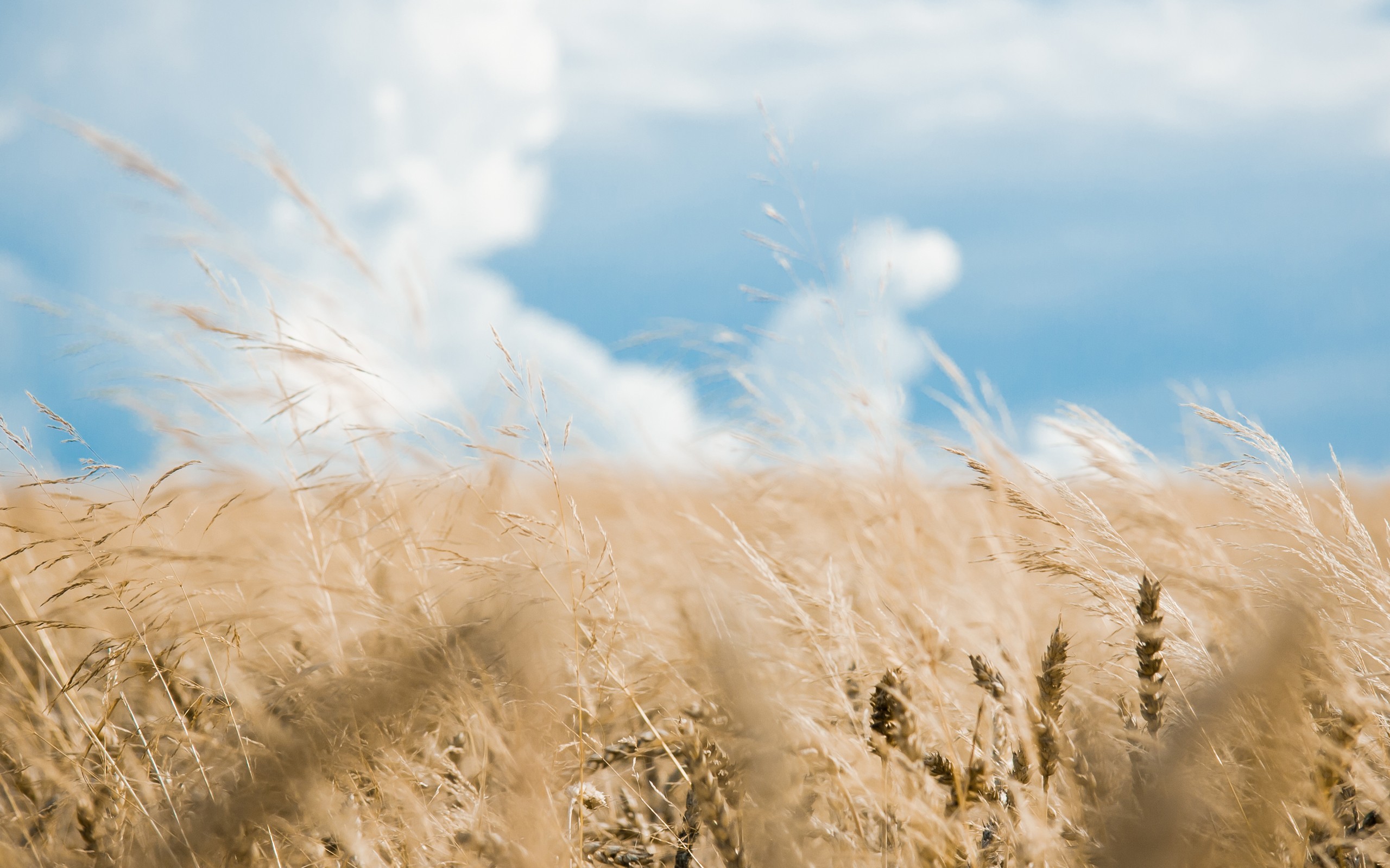 wheat, Nature, Landscape Wallpaper