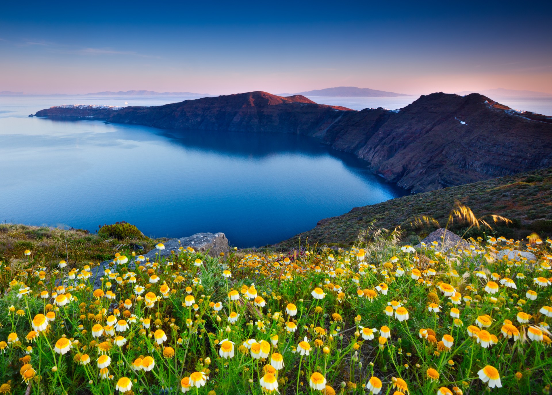 mountains, Chamomile, Flowers Wallpaper
