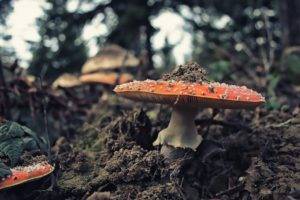 mushroom, Landscape
