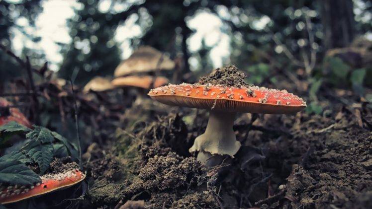 mushroom, Landscape HD Wallpaper Desktop Background