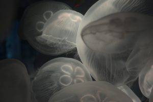 transparency, Nature, Underwater, Sea, Animals, Jellyfish, Deep sea