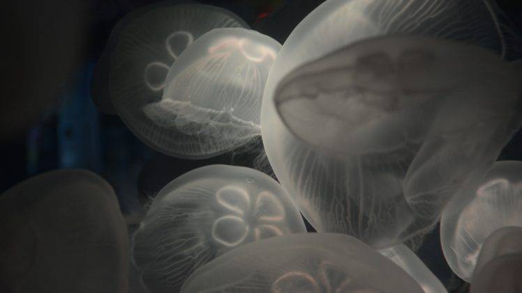 transparency, Nature, Underwater, Sea, Animals, Jellyfish, Deep sea HD Wallpaper Desktop Background