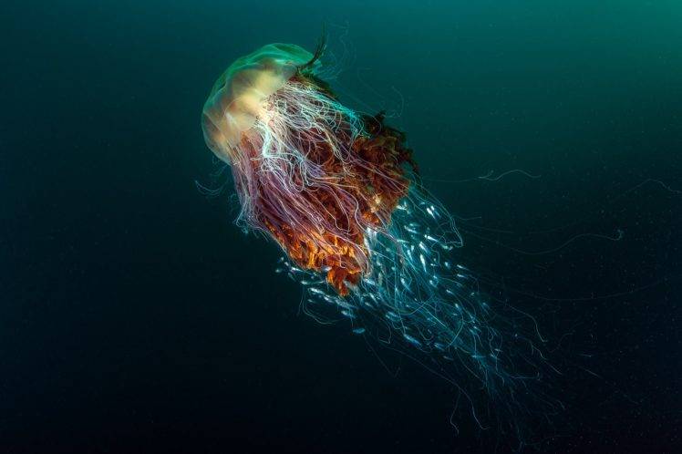 nature, Underwater, Sea, Animals, Fish, Jellyfish, Deep sea, Contests, Winner, Photography HD Wallpaper Desktop Background