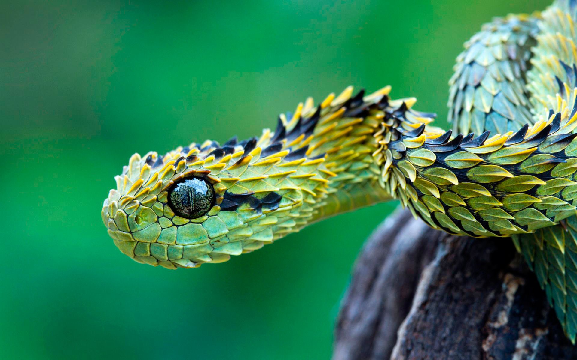 nature, Snake, Macro, Bush Viper Wallpaper