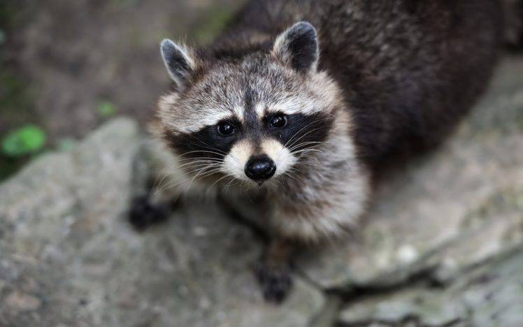 raccoons, Wildlife, Animals HD Wallpaper Desktop Background