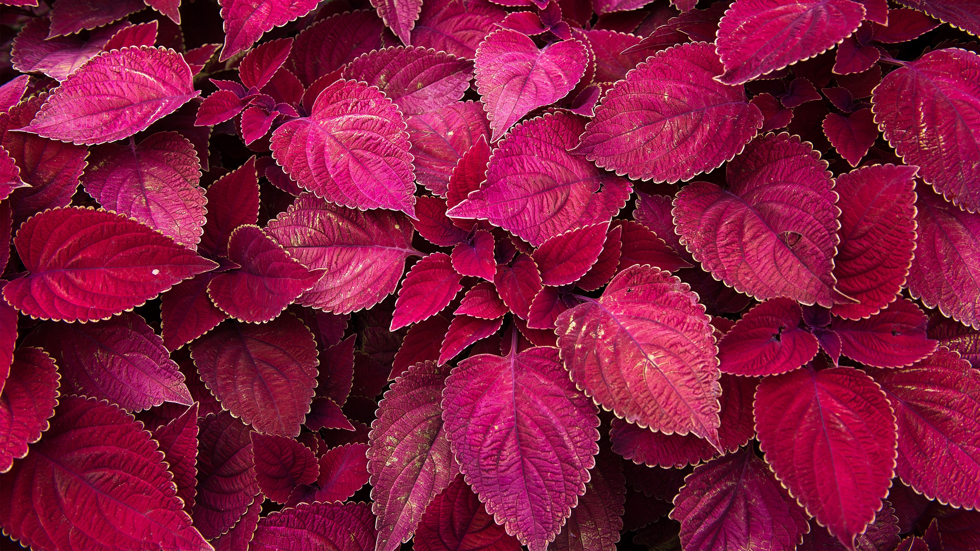plants, Red Wallpaper