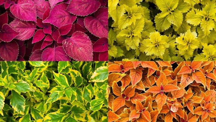 plants, Nature, Outdoors HD Wallpaper Desktop Background