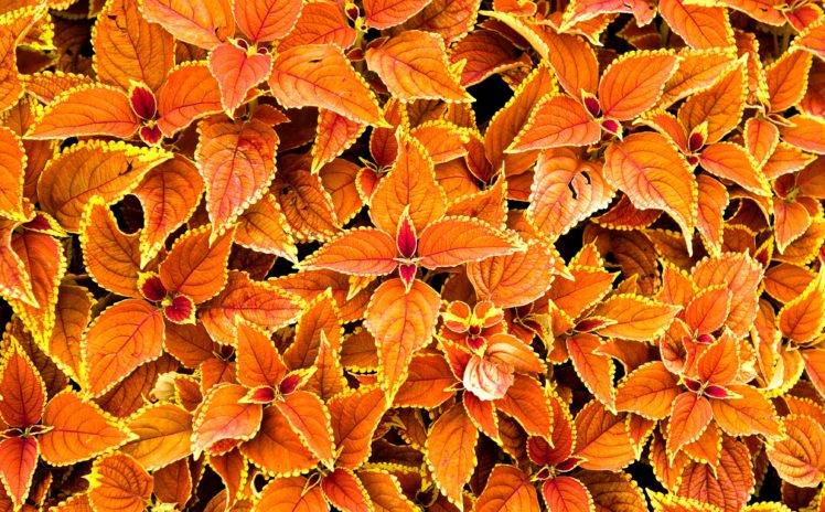 orange, Plants, Nature HD Wallpaper Desktop Background