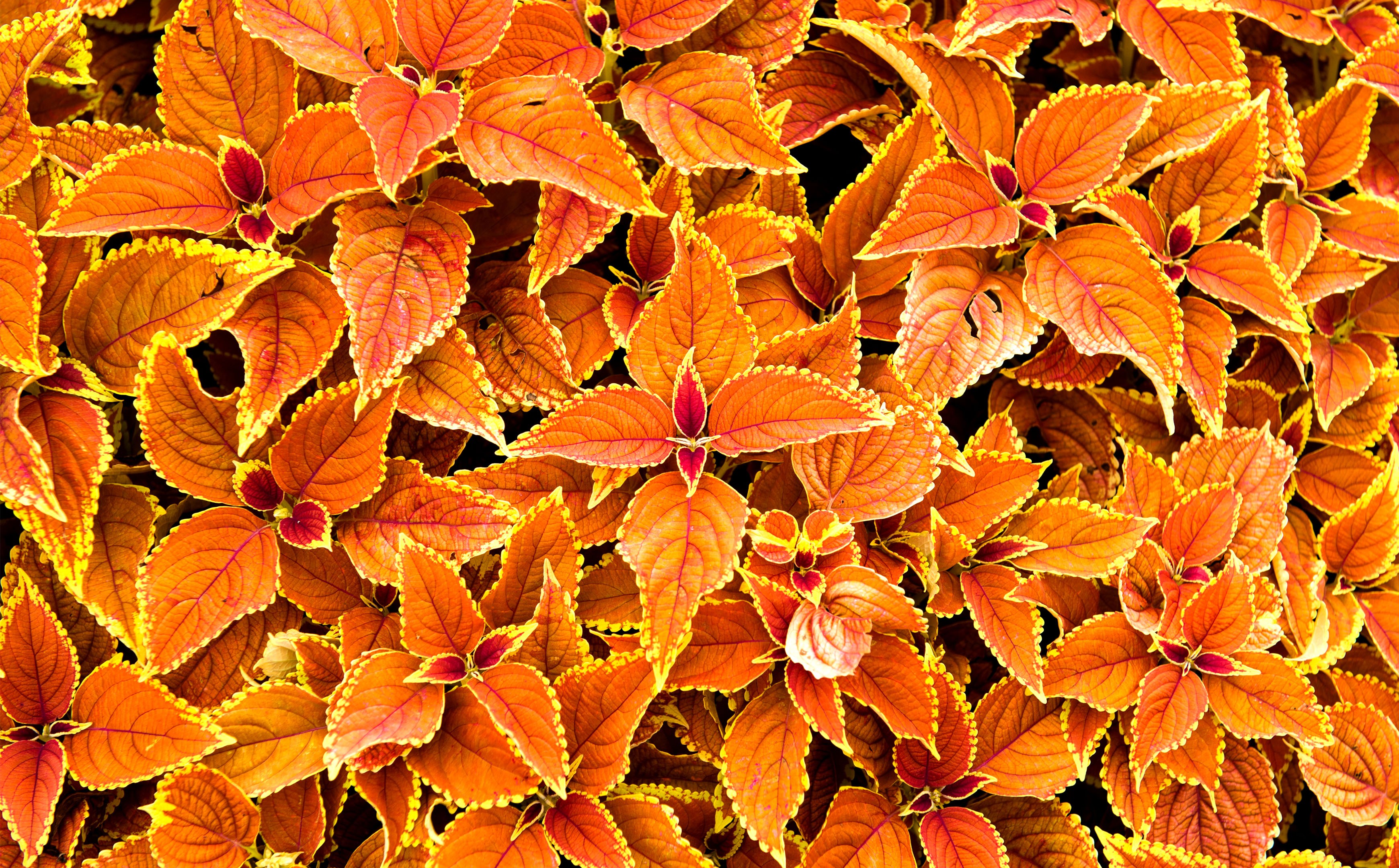 orange, Plants, Nature Wallpaper