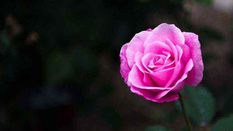 rose, Flowers, Nature HD Wallpaper Desktop Background
