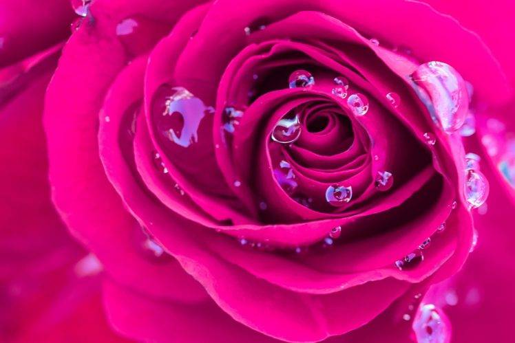 flowers, Rose, Water drops HD Wallpaper Desktop Background