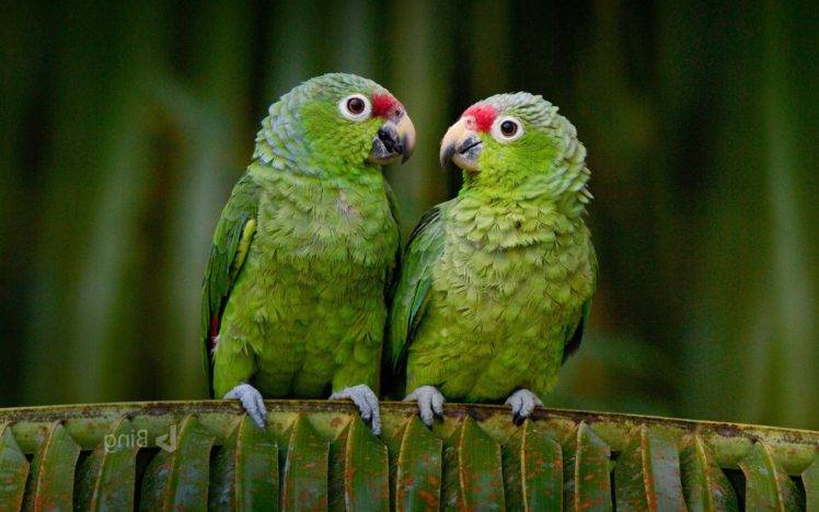animals, Birds, Parrot HD Wallpaper Desktop Background