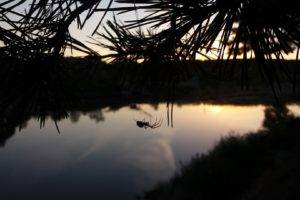 sunset, Water, Spider