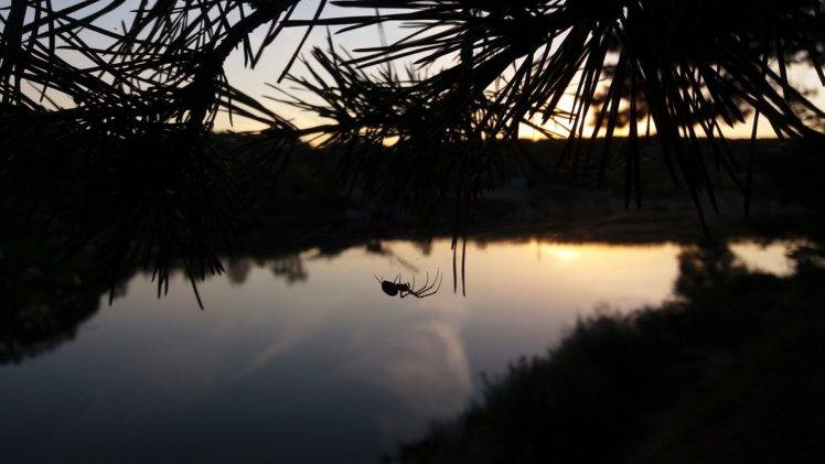 sunset, Water, Spider HD Wallpaper Desktop Background