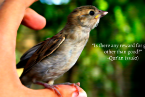 hands, Islam, Quran, Arab, Birds, Religion, Animals