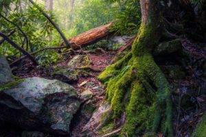 nature, Trees, Forest, Moss, Stones, Plants
