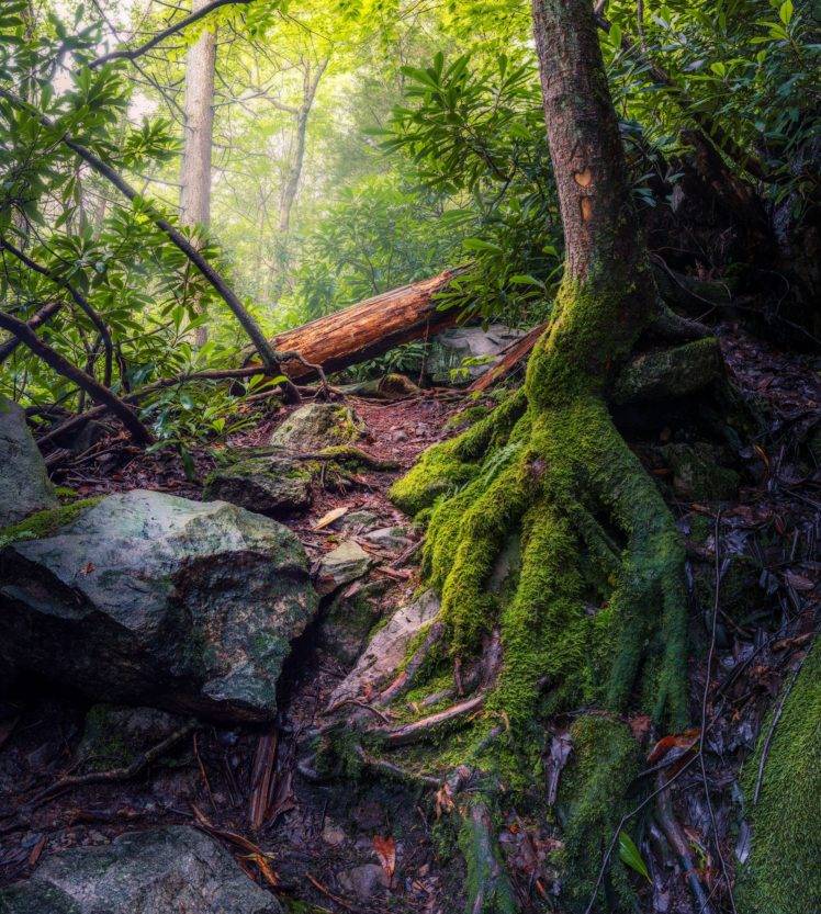 nature, Trees, Forest, Moss, Stones, Plants HD Wallpaper Desktop Background