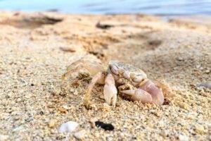 beach, Crabs, Macro, Closeup