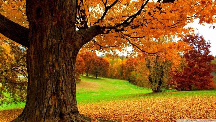 landscape, Fall, Grass HD Wallpaper Desktop Background