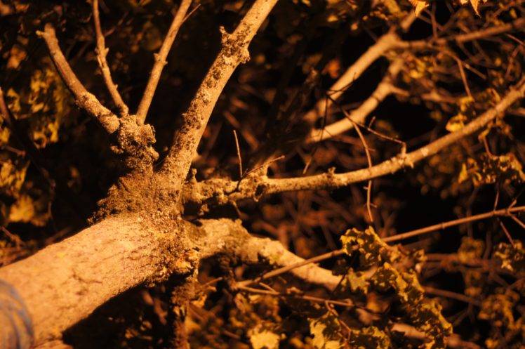 night, Nature, Trees HD Wallpaper Desktop Background