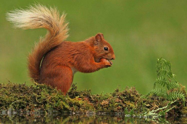 animals, Mammals, Squirrel, Moss HD Wallpaper Desktop Background