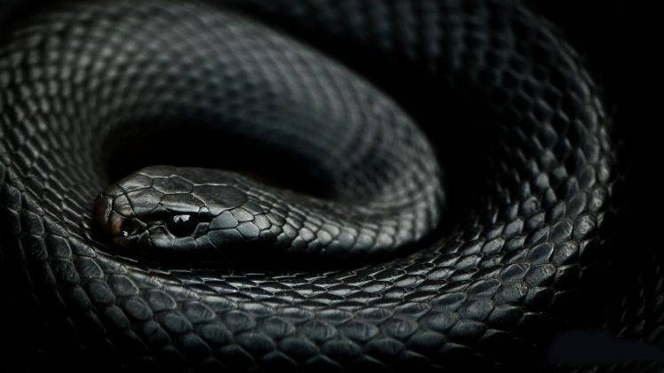 animals, Snake, Reptiles HD Wallpaper Desktop Background