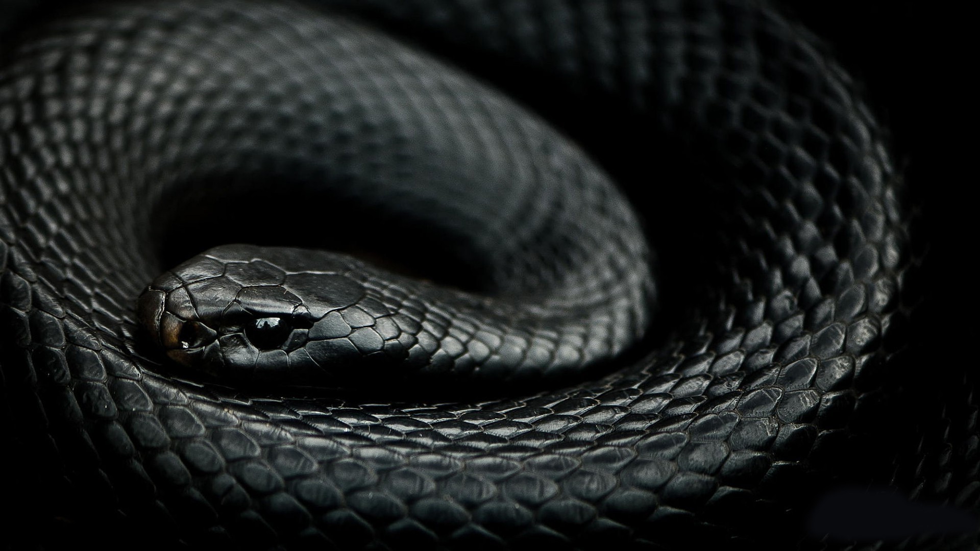 animals, Snake, Reptiles Wallpaper