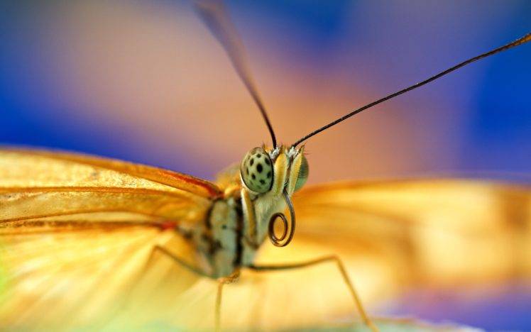 animals, Lepidoptera, Macro HD Wallpaper Desktop Background