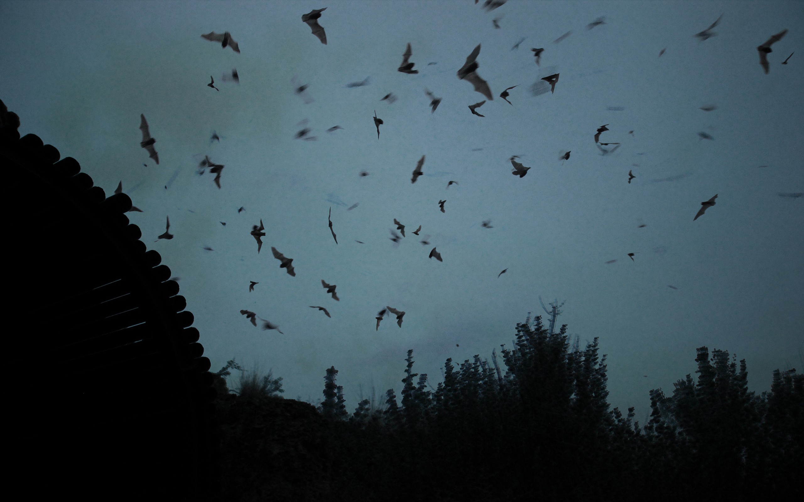 landscape, Bats, Silhouette Wallpaper