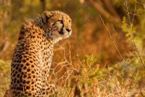 animals, Feline, Mammals, Cheetah