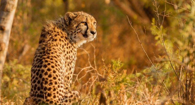 animals, Feline, Mammals, Cheetah HD Wallpaper Desktop Background