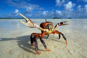 animals, Beach, Crabs