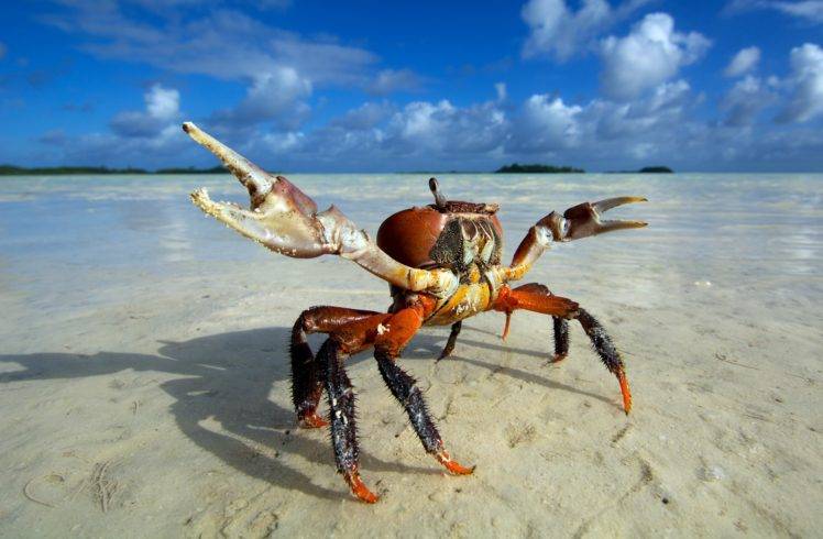 animals, Beach, Crabs HD Wallpaper Desktop Background