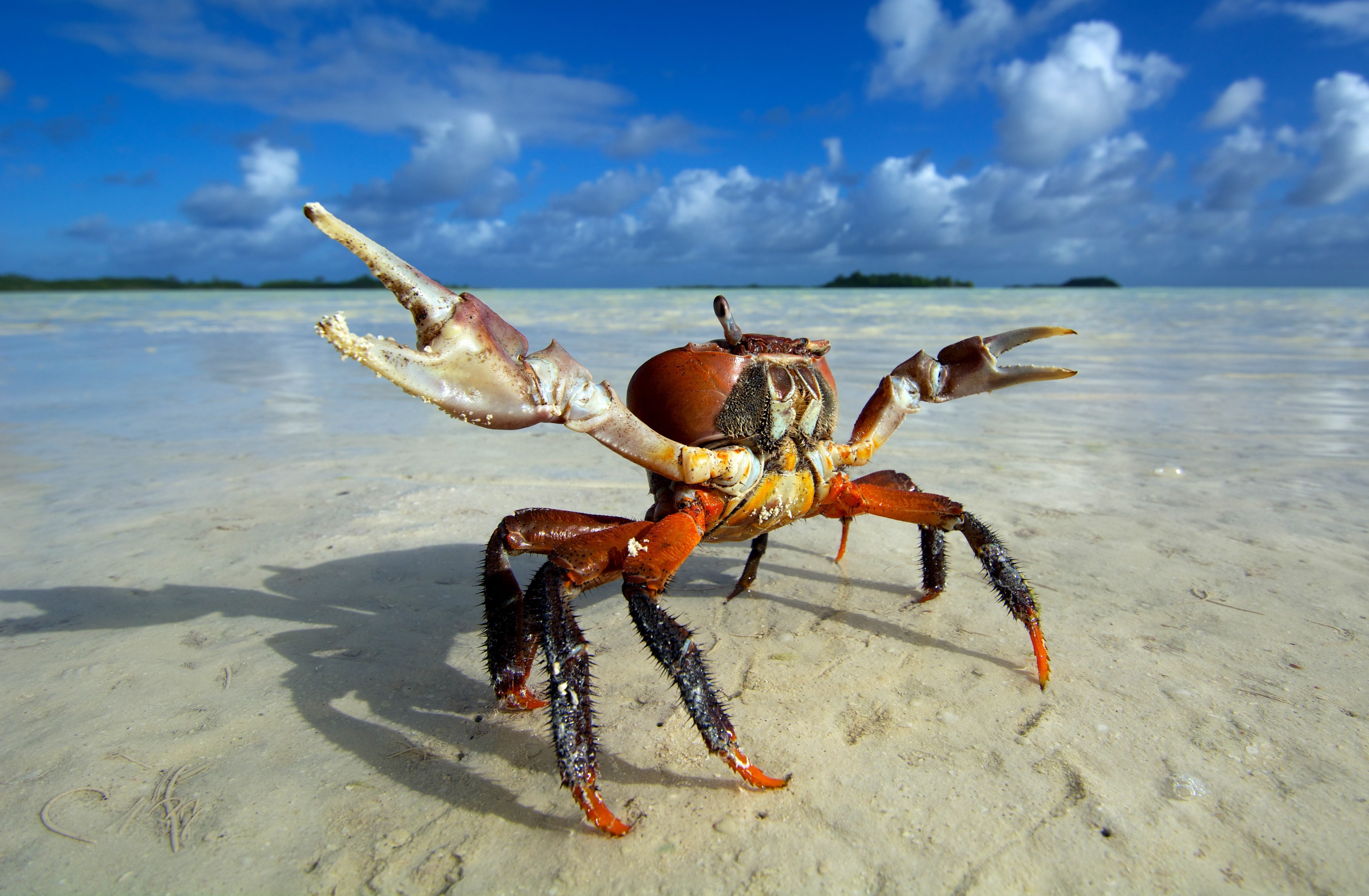 animals, Beach, Crabs Wallpaper