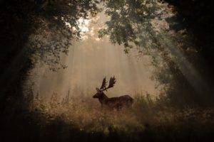 animals, Deer, Forest, Mammals
