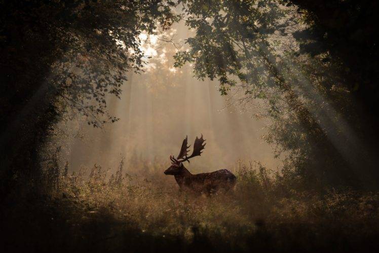 animals, Deer, Forest, Mammals HD Wallpaper Desktop Background