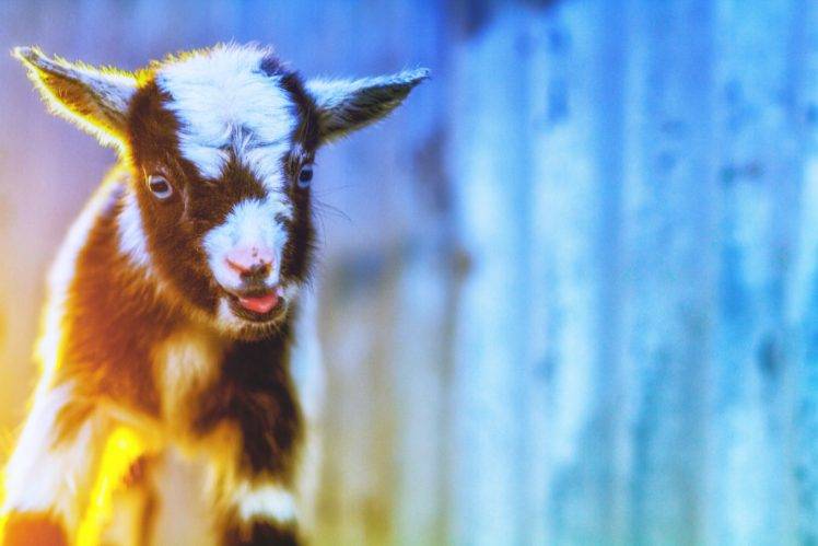 animals, Mammals, Goats HD Wallpaper Desktop Background