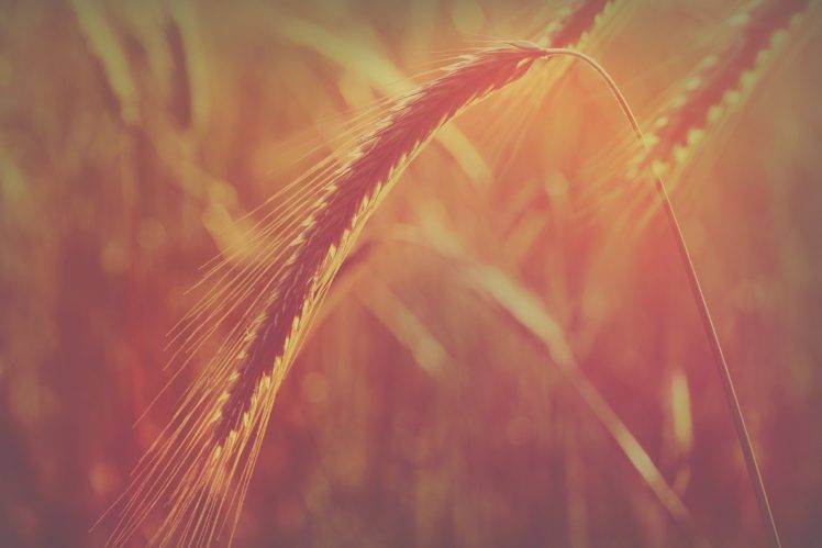 plants, Wheat, Macro HD Wallpaper Desktop Background