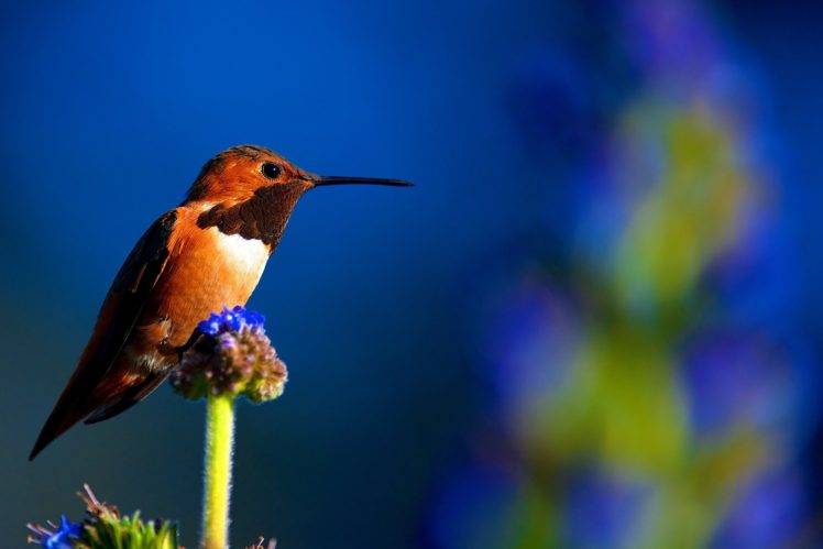 plants, Birds, Animals, Macro HD Wallpaper Desktop Background